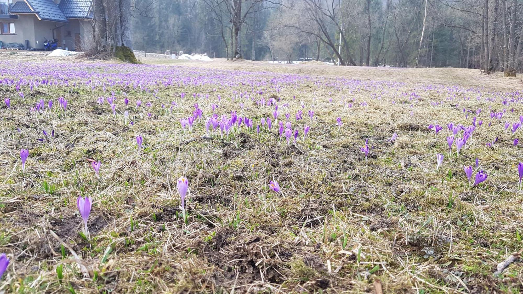 Dom Na Skraju Lasu Jurgów Екстериор снимка